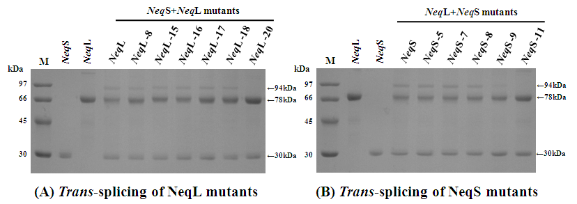 Neq L 단편의 intein C-말단 (78 kDa) 및 Neq S 단편의 intein N-말단 (30 kDa) 결실 변이체 들의 단백질 트랜스 스플라이싱 효과를 SDS-PAGE로 각각 나타낸 것이다