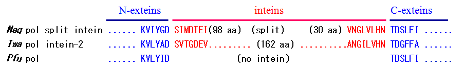 Neq DNA 중합효소(Neq)와 Twa DNA 중합효소(Twa)의 protein splicing junction 부위의 아미 노산 서열을 비교한 것이다. 인테인이 없는 Pfu DNA 중합효소(Pfu)는 엑스테인 부분의 아미노산 서열만 표시하였다