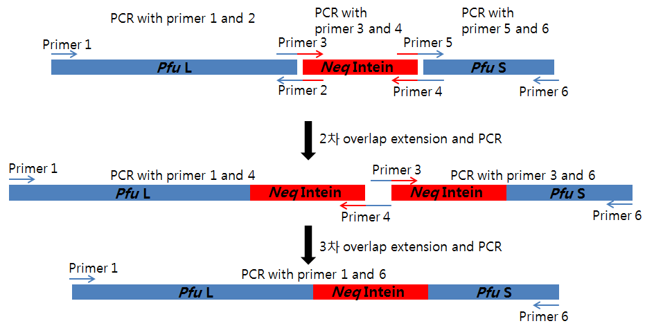 Neq DNA 중합효소의 인테인을 overlap extension PCR 방법으로 Pfu L 단편과 Pfu S 단편 사이 에 연결하여 Pfu DNA 중합효소의 전구체 (precursor) 형태인 Pfu HS DNA 중합효소 유전자의 구축의 예