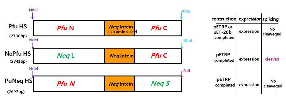 Neq DNA 중합효소의 인테인을 이용한 다양한 type의 Pfu DNA 중합효소의 전구체 (precursor) 형태인 Pfu HS DNA 중합효소 유전자의 구축, 발현 및 단백질 스플라이싱