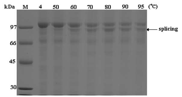 키메라 NePfu HS DNA 중합효소를 12 μg 첨가하여 반응온도에 대한 단백질 스플라이싱 반응효 과를 비교한 분석한 것이다