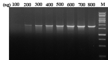 PCR 타깃으로 Lambda DNA (2kb)을 각각 이용하여 dNTP 존재 하에서 키메라 NePfu HS DNA 중합효소로 PCR을 수행한 결과를 나타낸 것이다