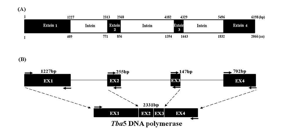 (A) Tba5 DNA 중합효소의 클로닝 전략과 유전자 구조. (A) Tba5 DNA 중합효소 전구체 유전 자의 익스테인-인테인 배열. (B) overlapping PCR에 의한 Tba5 DNA 중합효소 유전자내에 있는 인테인 들의 결실