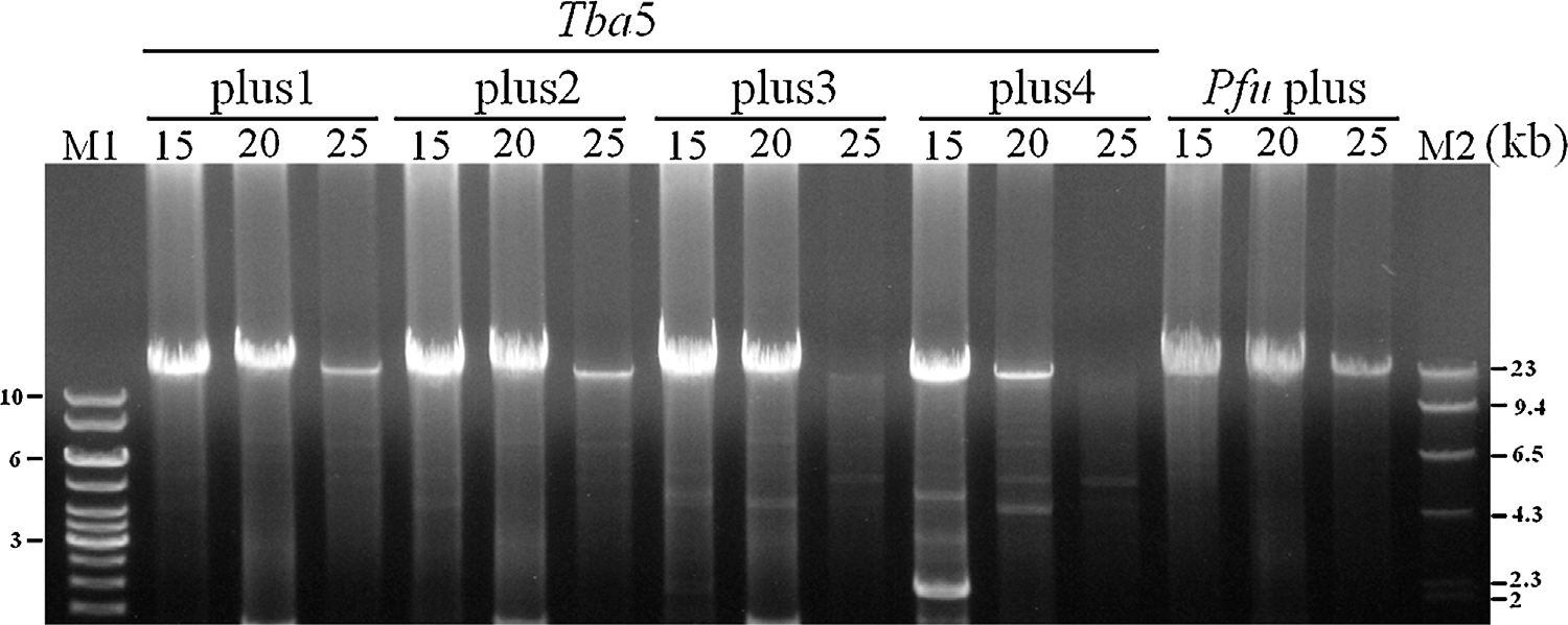 Tba5 plus DNA 중합효소들의 길이가 긴 타깃 PCR에서의 효율성 비교. Tba5 plus DNA 중합효 소들은 1.25 U의 Taq DNA 중합효소를 포함하는 50 ul의 PCR 반응액에 Tba5 DNA 중합효소 10 ng (Tba5 plus1), 20 ng (Tba5 plus2), 40 ng (Tba5 plus3), 혹은 60 ng (Tba5 plus4)를 각각 첨가하여 만 든 것이다. Pfu plus DNA 중합효소는 1.25 U의 Taq DNA 중합효소를 포함하는 50 􌩋ul의 PCR 반응액에 0.75 U Pfu DNA 중합효소를 첨가하여 만든 것이다. 15, 20, 25 kb의 타깃 DNA 단편을 10분간의 익스텐 션 시간 (extension time)으로 이들 효소들을 이용하여 PCR 증폭하였다