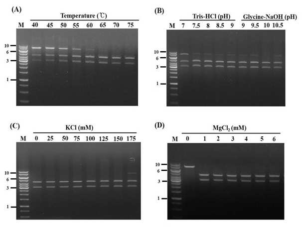 PI-Tba5-1의 endonuclease 활성에 관한 온도 (A), pH (B), KCl (C) 및 MgCl2 (D)의 영향