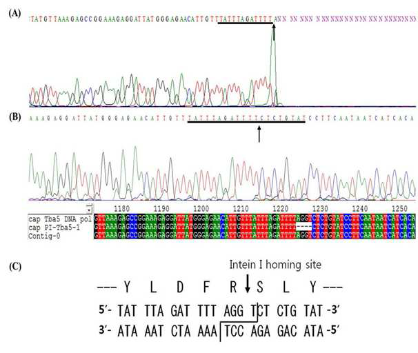PI-Tba5-1 endonuclease 에 의한 절단부위 (cleavage site)와 최소인식서열 (minimal recognition sequences). (A) PI-Tba5-1 로 절단된 pTBA5 를 T7 forward primer 로 DNA sequencing 하여 절단부위 결정 (B) PI-Tba5-1 로 절단된 pTBA5 를 T4 DNA 중합효소로 처리하여 blunt-end 로 만든 후 self-ligation 하여 얻은 pTBA5 를 T7 forward primer 로 DNA sequencing 하여 절단부위 결정 (C) PI-Tba5-1 endonuclease 에 의해 타깃이된 기질내의 절단부위는 5'- AGGT-3􍾨 이다 (banded line). 참고로 인테인 Tba5-1 의 homing site 를 화살표로 표시하였다.