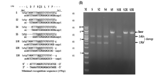 PI-Tba5-1에 대한 합성된 기질로서 부분적으로 상보적인 염기서열을 NdeI/SalI으로 절단된 pET-28b (+)에 삽입하였다 (아래). 대문자 염기서열들은 인식서열 주변의 염기서열이고, 소문자 염기서 열들은 멀티플 클로닝 부위 (multiple cloning sites)에 있는 제한효소에 있는 염기서열이다. 기질명은 그림 의 왼쪽에, 절단 결과는 O 혹은 X로 오른쪽에 각각 표시하였다. pET-28b (+)의 NdeI/SalI부위내에 삽입 된 각 oligonucleotide의 이름을 각 lane 위에 표시하였다. (B) PI-Tba5-1에 의한 Bgl I-절단된 플라스미 드 기질 (5.3 kb)의 절단분석. Bgl I-절단된 플라스미드 기질들 (lane S, S2, S4 and S1R)이 PI-Tba5-1에 의해 3.4 kb와 1.9kb의 2개의 단편으로 절단되었다. 그러나, lane S5, S2R, S3R에서는 PI-Tba5-1에 의해 Bgl I- 절단된 플라스미드 기질이 절단되지 않았다
