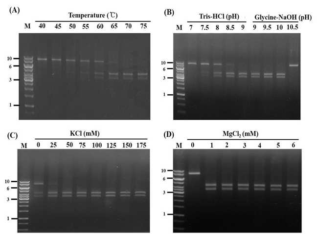 PI-Tba5-2의 endonuclease 활성에 관한 온도 (A), pH (B), KCl (C) 및 MgCl2 (D)의 효과