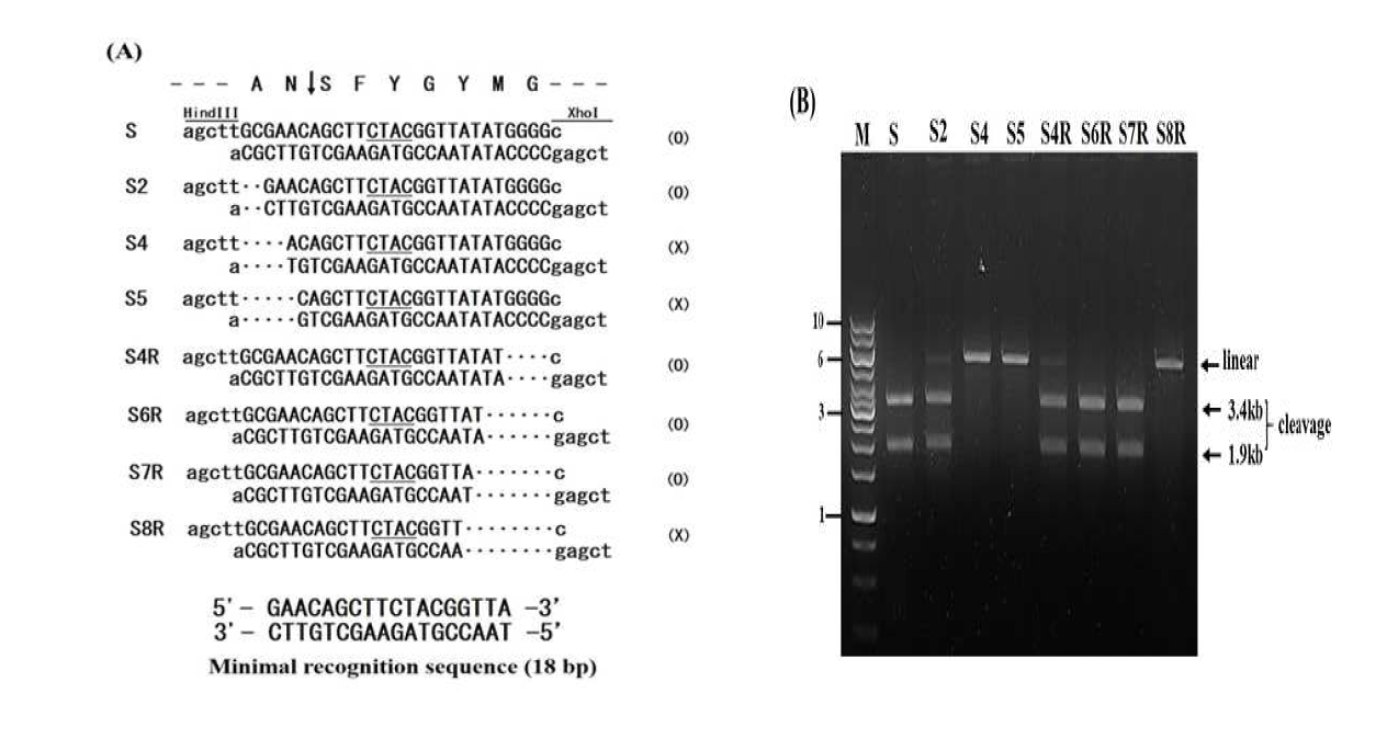 PI-Tba5-2 에 의한 기질들의 최소인식서열 결정과 절단분석. (A) 인테인이 제거된 Tba5 DNA 중합효소내의 PI-Tba5-2 homing site (􎠢) 근처의 부분적인 아미노산열 및 DNA 염기서열(위). PI-Tba5-1 에 대한 합성된 기질로서 부분적으로 상보적인 염기서열을 Hind III /Xho I 으로 절단된 pET-28b (+)에 삽입하였다 (아래). 대문자 염기서열들은 인식서열 주변의 염기서열이고, 소문자 염기서열들은 멀티플 클로닝 부위 (multiple cloning sites)에 있는 제한효소에 있는 염기서열이다. 기질명은 그림의 왼쪽에, 절단 결과는 O 혹은 X 로 오른쪽에 각각 표시하였다. pET-28b (+)의 Hind III /Xho I 부위내에 삽입된 각 oligonucleotide 의 이름을 각 lane 위에 표시하였다. (B) PI-Tba5-2 에 의한 Bgl I-절단된 플라스미드 기질 (5.3 kb)의 절단분석. Bgl I- 절단된 플라스미드 기질들 (lane S, S2, S4R, S6R, S7R)이 PI-Tba5-2 에 의해 3.4 kb 와 1.9kb 의 2 개의 단편으로 절단되었다. 그러나, lane S4, S5, S8R 에서는 PI-Tba5-1 에 의해 Bgl I- 절단된 플라스미드 기질이 절단되지 않았다