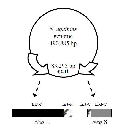 Neq DNA 중합효소를 인코딩하는 두 분할된 유전자들을 N. equitans의 지놈 상에 표시하였다