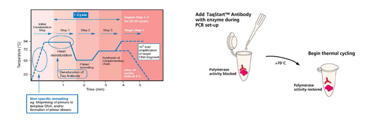 Taq DNA 중합효소의 모노클로날 항체에 의한 핫-스타트 PCR의 원리