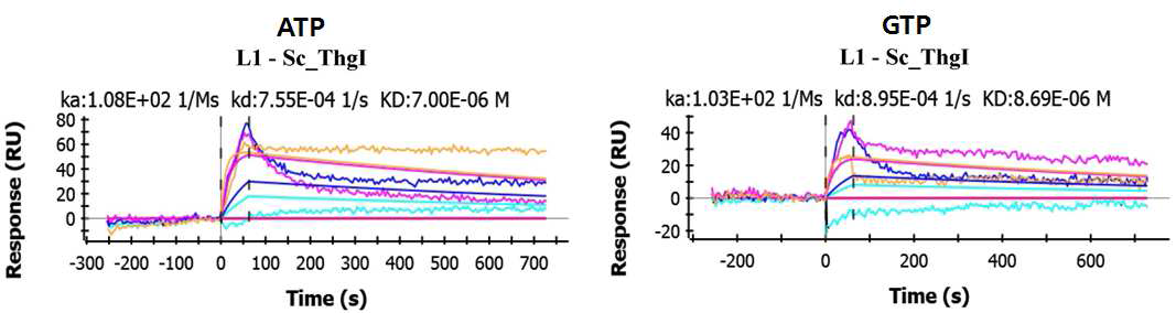 초기 SPR 결과 : ScThg1 단백질과 리간드 ATP, GTP 간의 결합성 측정.