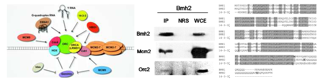 (좌) DNA 복제 기구 관련 인자 모식도. (중) ScBmh2와 Orc2, Mcm2간의 상호작용을 확인한 IP 실험 결과. (우) 효모균의 Bmh2 단백질과 포유류의 14-3-3 단백질간의 단백질 서열 비교.