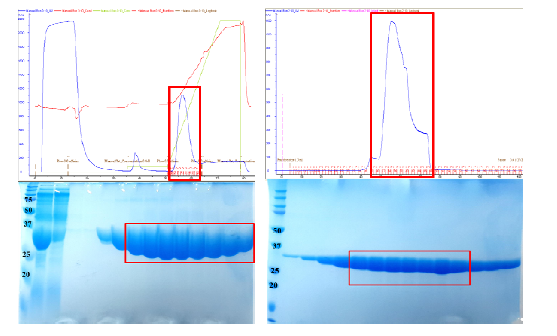 (좌) ScBmh2 단백질의 His-tag affinity chromatography 결과. (우)ScBmh2 단백질의 gel filtration 정제 결과.