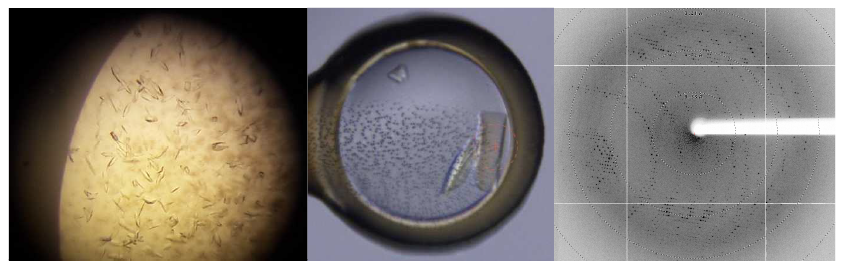 (좌) 결정화 스크리닝을 통해 얻은 초기 결정 사진. (중) X-ray 빔 라인에서 회절 데이터를 얻기 전의 최적화 된 결정 사진. (우) X-ray 회절 이미지. 해상도 원형 이 표시되어있고, 약 3.0􌝔 정도까지 회절된 것을 확인할 수 있다.