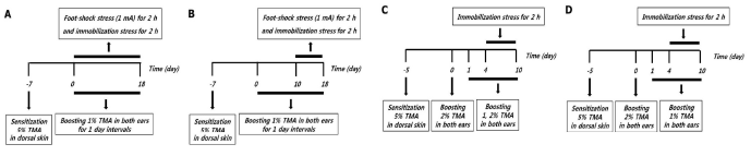 Schematic diagram showing in vivo experimental schedules.