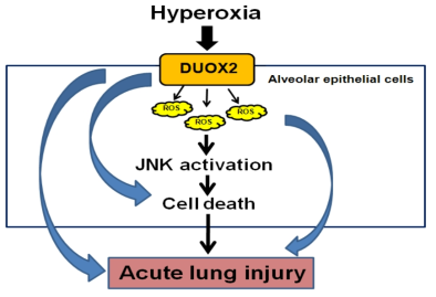 DUOX2가 hyperoxia-induced lung injury에 작용하는 조절기전 메카니즘