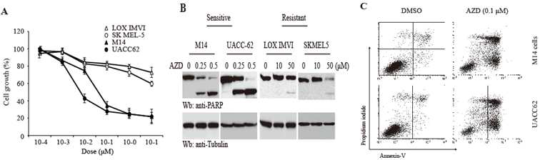 In vitro 모델에서 다양한 농도의 AZD를 처리하여 세포성장과 세포사멸을 관찰한 결과