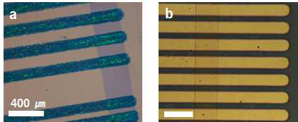 제작된 그래핀 전계효과 트랜지스터 소자의 광학 사진