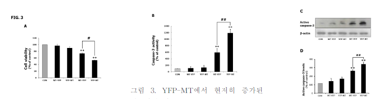 YFP-MT에서 현저히 증가된 세포사멸 지표 (cell viability, caspase-3 활성 및 발현)