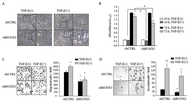 RUNX3 발현 및 발현 억제 구강암 세포에서 TGF-β의 효과를 조사함. A. TGF-β 자극에 의 한 형태학적 변화, B. 세포 생존율, C. 세포 이동성, D. 세포 침습능
