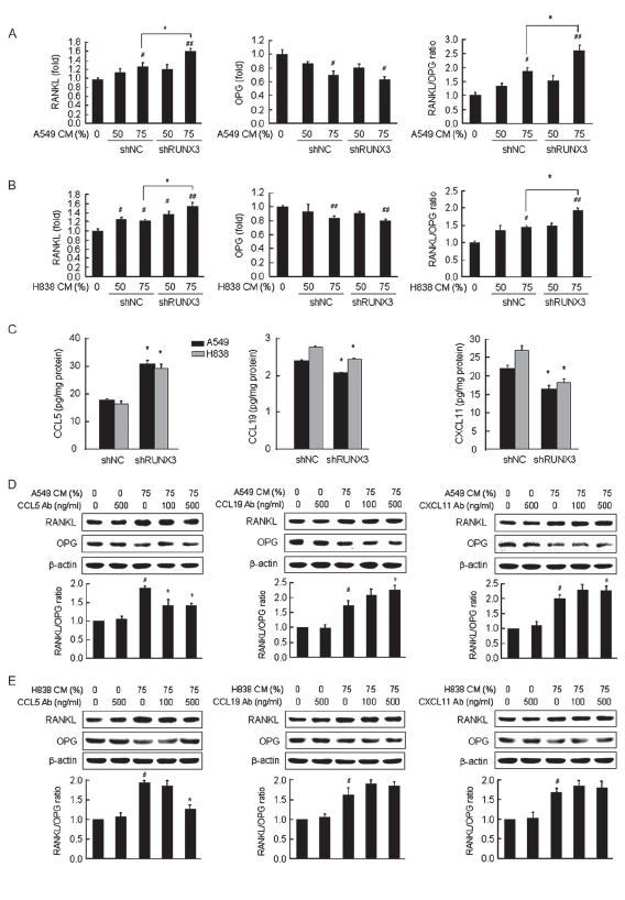 폐암 세포의 RUNX3 발현 억제(A,B) 및 RUNX3 조절 케모카인의 분비(C-E)가 조골세포의 RANKL/OPG ratio에 대한 효과를 조사함.