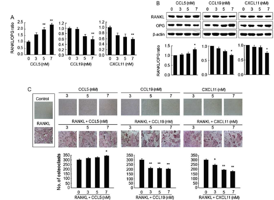 RUNX3 조절 케모카인의 조골세포 RANKL/OPG ratio와 파골세포 형성에 대한 효과를 조사함.