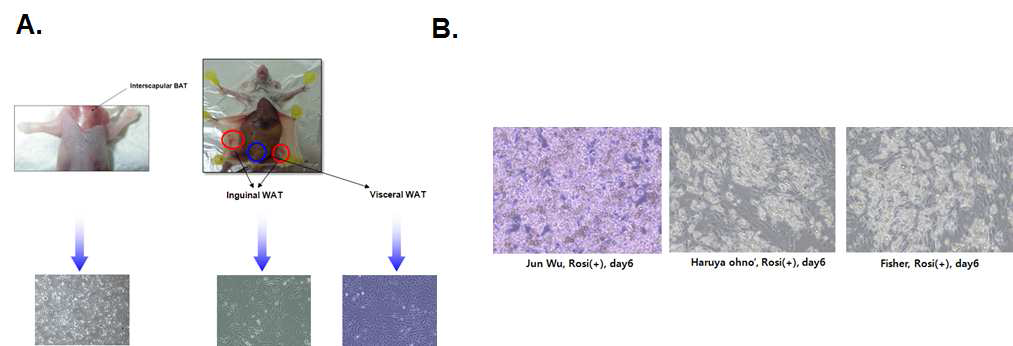 갈색 및 백색 지방조직 내 전구세포 추출 및 분화체계 확립. (A) 갈색 및 백색지방조직 내 지방전구세포 추출 (B) 피하지방 전구세포의 성숙된 지방세포로의 분화조건 확립