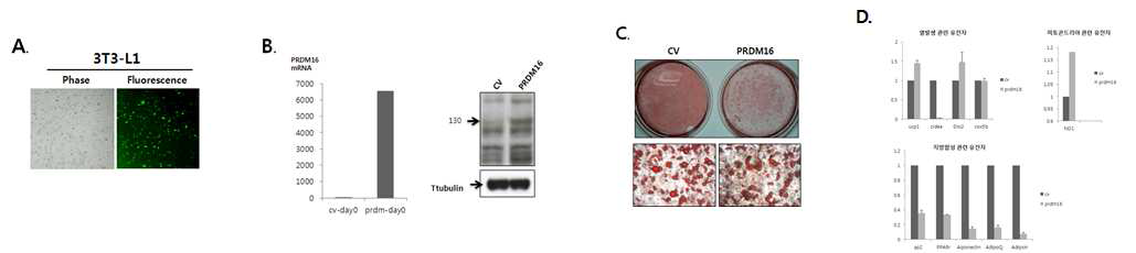 3T3-L1 cell에서 PRDM16 과발현에 따른 백색지방의 갈색지방화