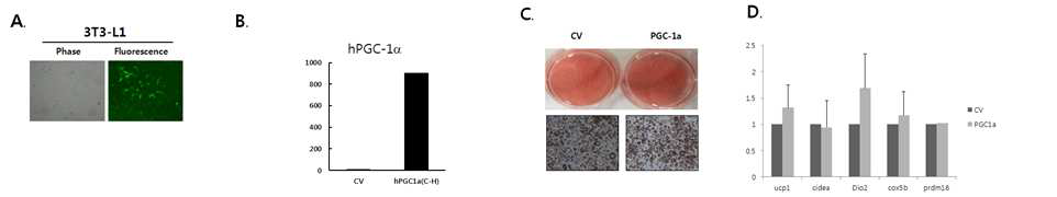 3T3-L1 cell에서 PGC-1a 과발현에 따른 백색지방의 갈색지방화