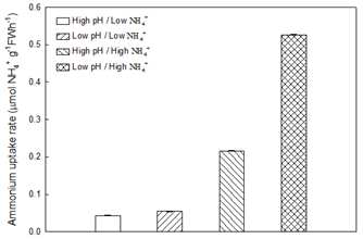 배양조건별 개꼬시래기 암모늄 흡수율