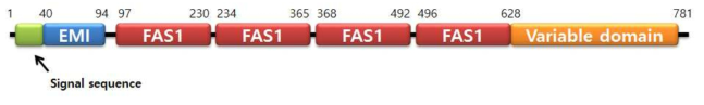 페리오스틴 단백질의 구조적 도메인. Signal sequence, EMI(N-terminal domain of EMILIN), FAS1 (four tandem repeats of fasciclin), Variable domain (different isoform)