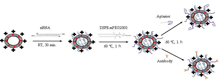 siRNA/양자점 동시포획 압타머 또는 항체 부착 리포솜 나노입자 제조과정