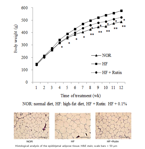 Rutin에 의한 체중과 지방조직세포 크기 변화