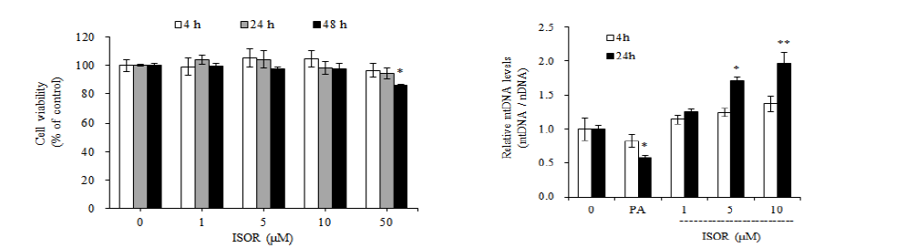근육세포에서 ISOR의 세포독성 및 mtDNA 측정
