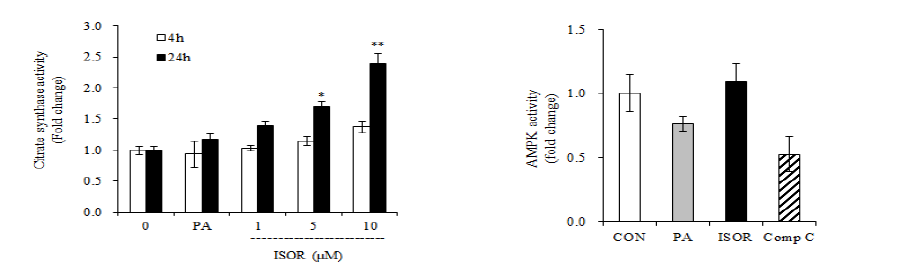 근육세포에서 미토콘드리아 효소 citrate synthase 활성 변화