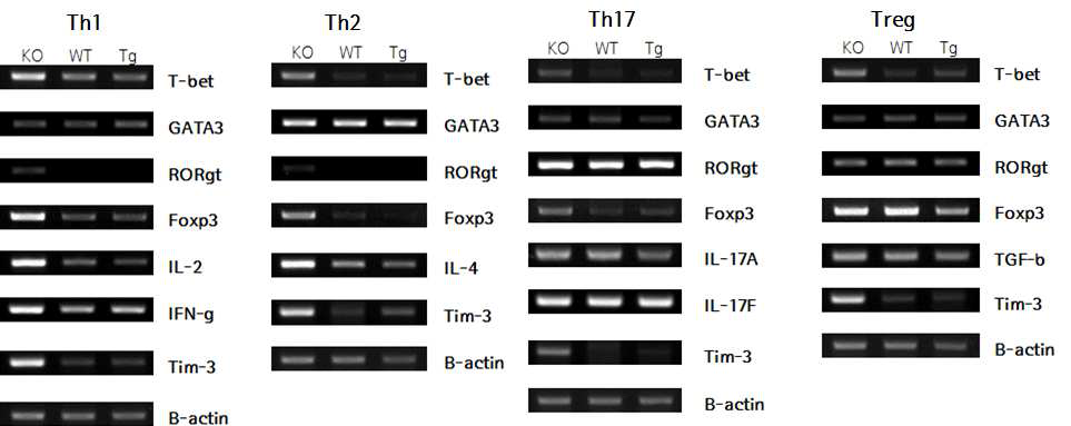 Th1, 2, 17, Treg polarization 시 PD-1 KO, WT, Tg의 변화