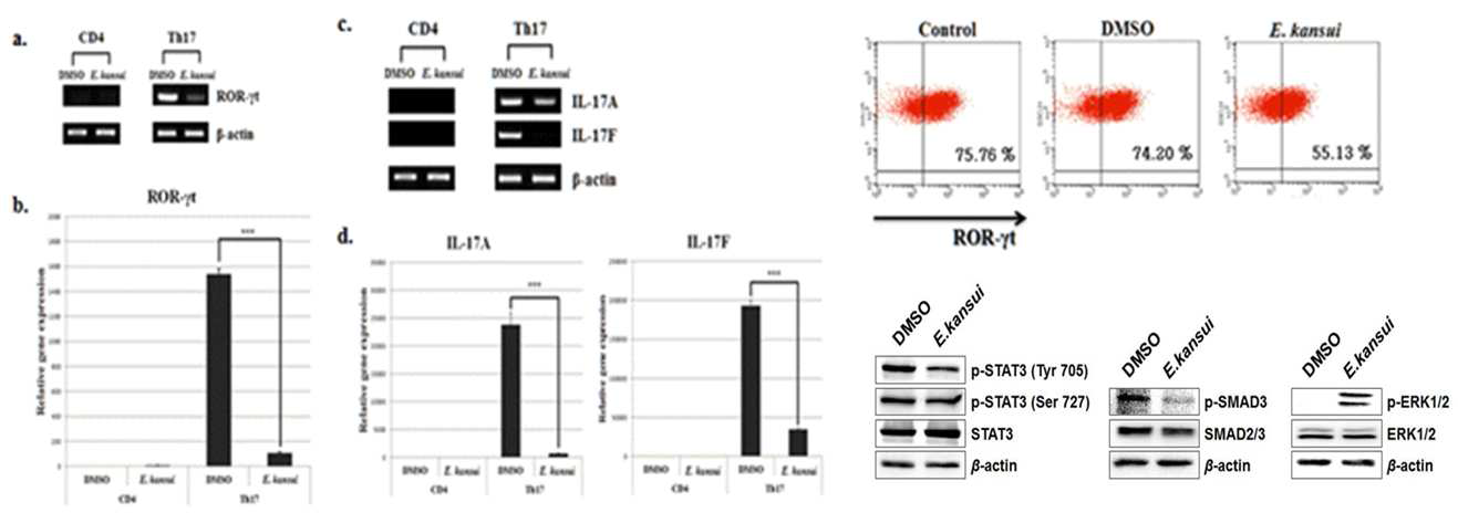 Th17 분화 시 E.kansui에 의한 Th17 분화 조절과 신호전달 기전