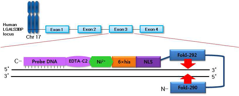 만능형 유전자 가위 (EDTA-C2 probe)를 이용한 인간 LGALS3BP 유전자 targeting 개요도