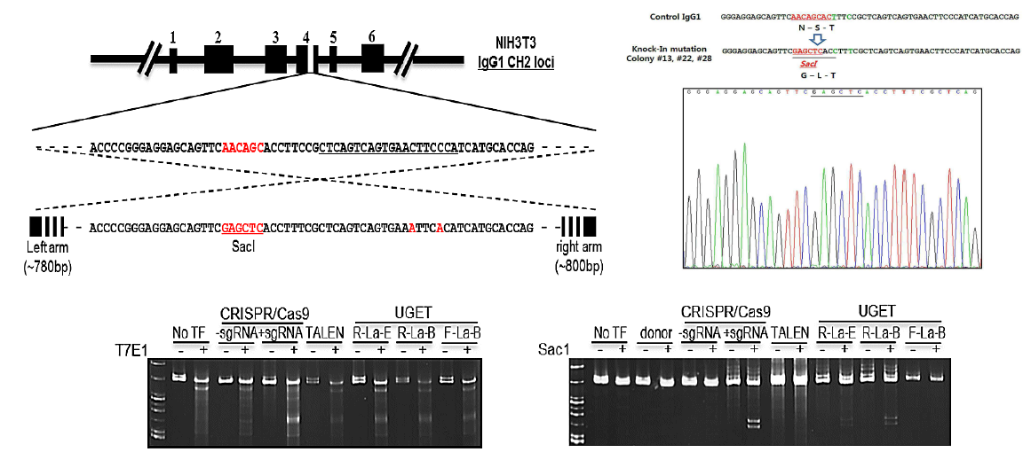 만능형 유전자 가위 (EDTA-C2 probe)를 이용한 마우스 게놈 내 immunoglobulin G1 유전자 서열 치환 개요도, targeting 후 Sanger sequencing, T7E1 assay, knock-in 확인 assay 결과