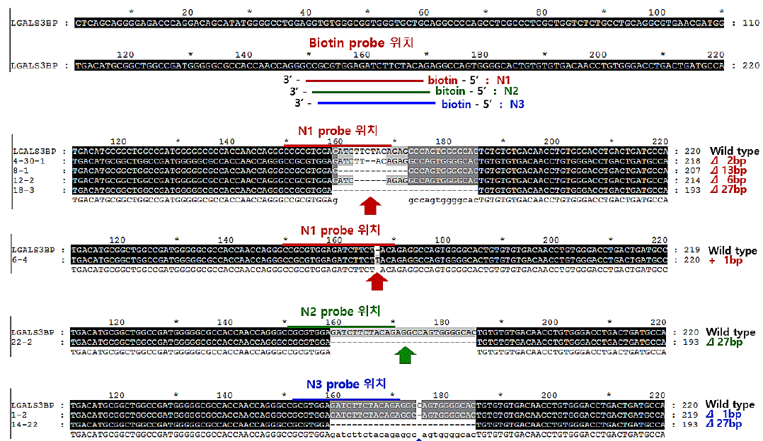 만능형 유전자 가위 (biotin probe)를 이용한 인간 LGALS3BP 유전자 targeting 후 Sanger sequencing 결과