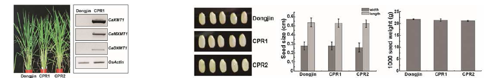 카페인 합성 형질전환 식물체와 삽입유전자의 발현검증(왼쪽), 카페인 합성벼와 동진벼의 종자 표현형 및 크기, 무게 비교(오른쪽)