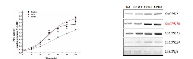 카페인 합성벼와 동진벼의 PDE 활성 측정 비교(왼쪽) 및 OsCPK 유전자 발현 검증 비교(오른쪽)