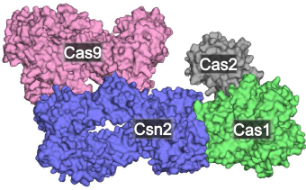 Cas 단백질 복합체 모델