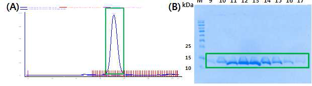 S. pyogenes Cas2 단백질의 Chromatography 및 SDS-PAGE 결과