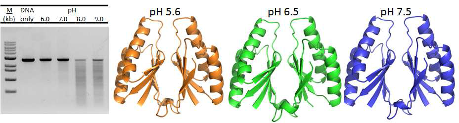 S. pyogenes Cas2의 pH에 따른 dsDNase 활성 및 결정 구조