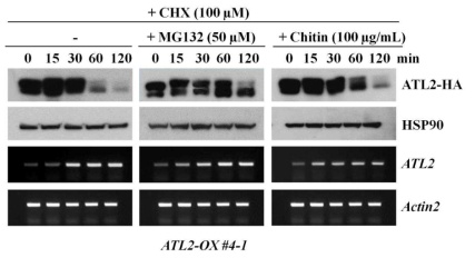ATL2단백질의 MG132 및 키틴에 의한 안정화 분석.