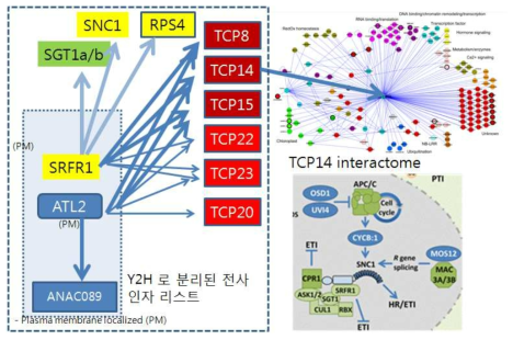 ATL2 결합 전사인자의 분리 및 표적 단백질; mNAC089(상), 면연단백질과 TCP단백질(좌하), TCP 네트워크(하우), SRFR1의 네트워크.