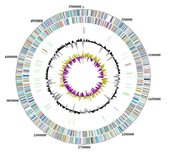 temperata M1021 genome sequence map