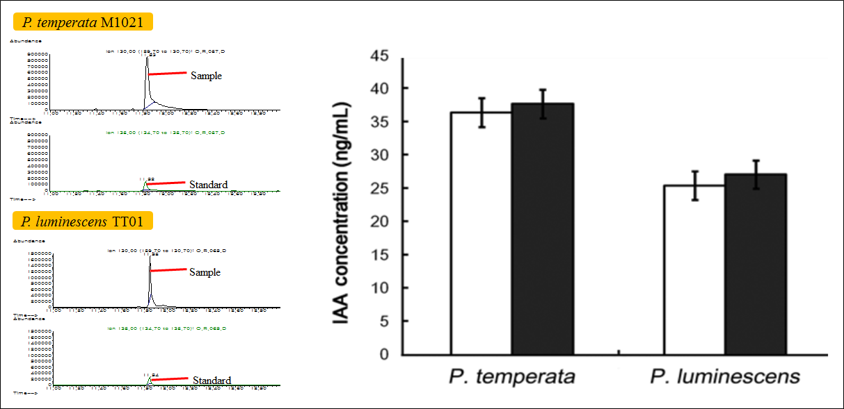 P. temperata M1021과 P. luminescens TT01의 auxin 생산능 비교